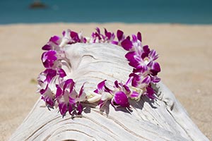Single Orchid Lei single-orchid300x200.jpg