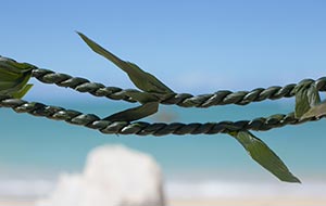 Ti Leaf Lei ti-lei300x200.jpg